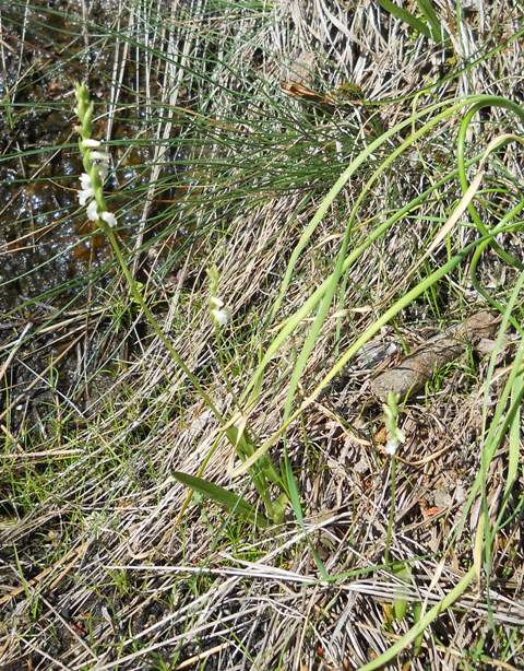 Spiranthes aestivalis in provincia della Spezia.